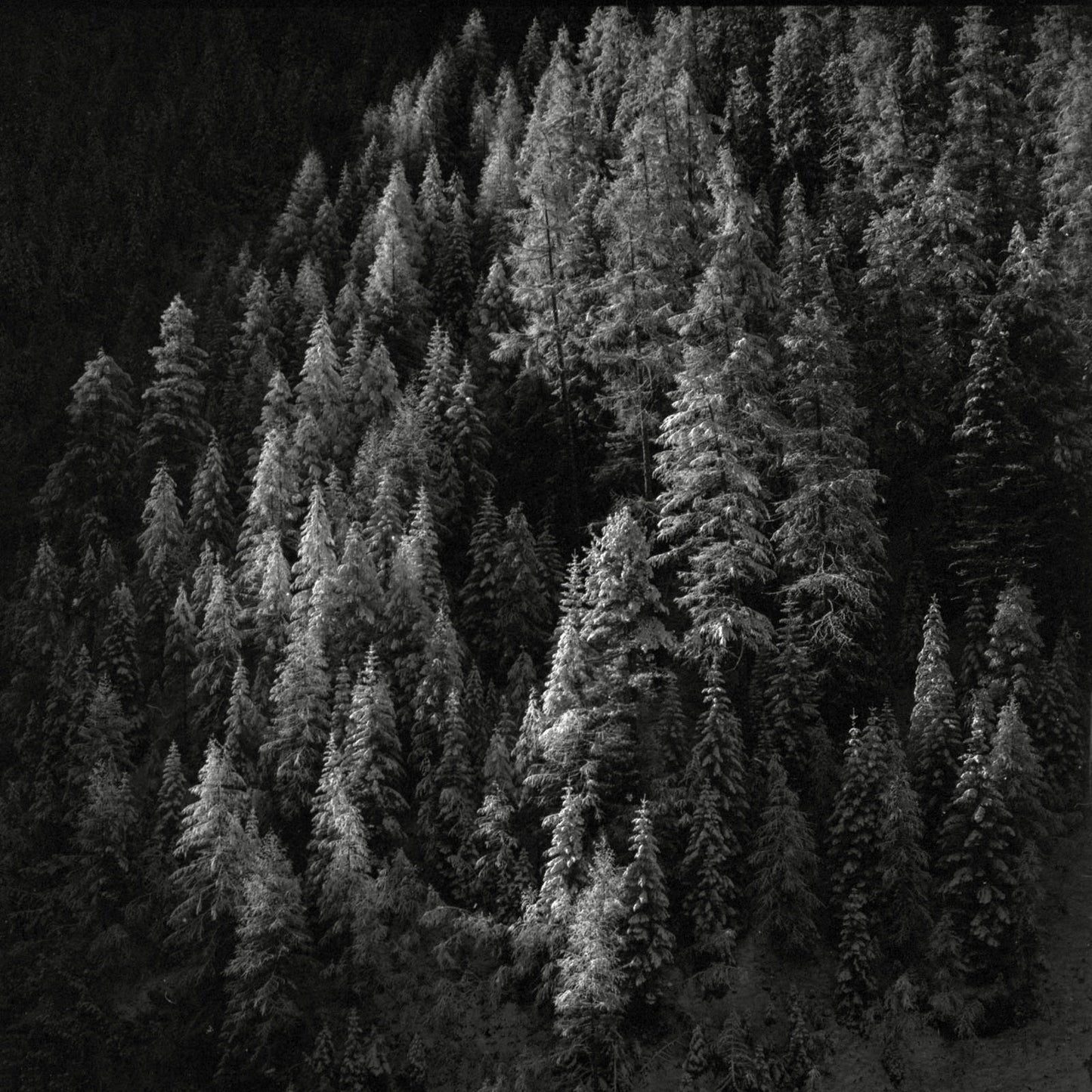 Analog Photography - "Woods"